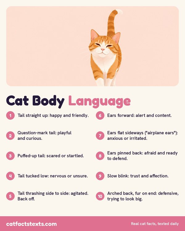 Infographic: cat body language chart explaining what tail positions, ear positions, and the slow blink mean