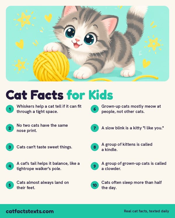 Infographic: 10 cat facts for kids about whiskers, nose prints, slow blinks, and what a group of kittens is called