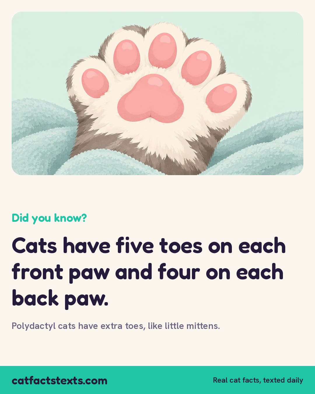 Did you know card: cats have five toes on each front paw and four on each back paw